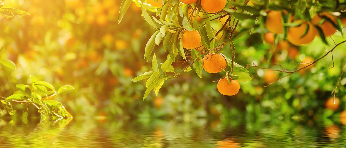 Έντονο το εμπορικό ενδιαφέρον για τις Κλημεντίνες, εφικτά τα 50 λεπτά στο ξεκίνημα