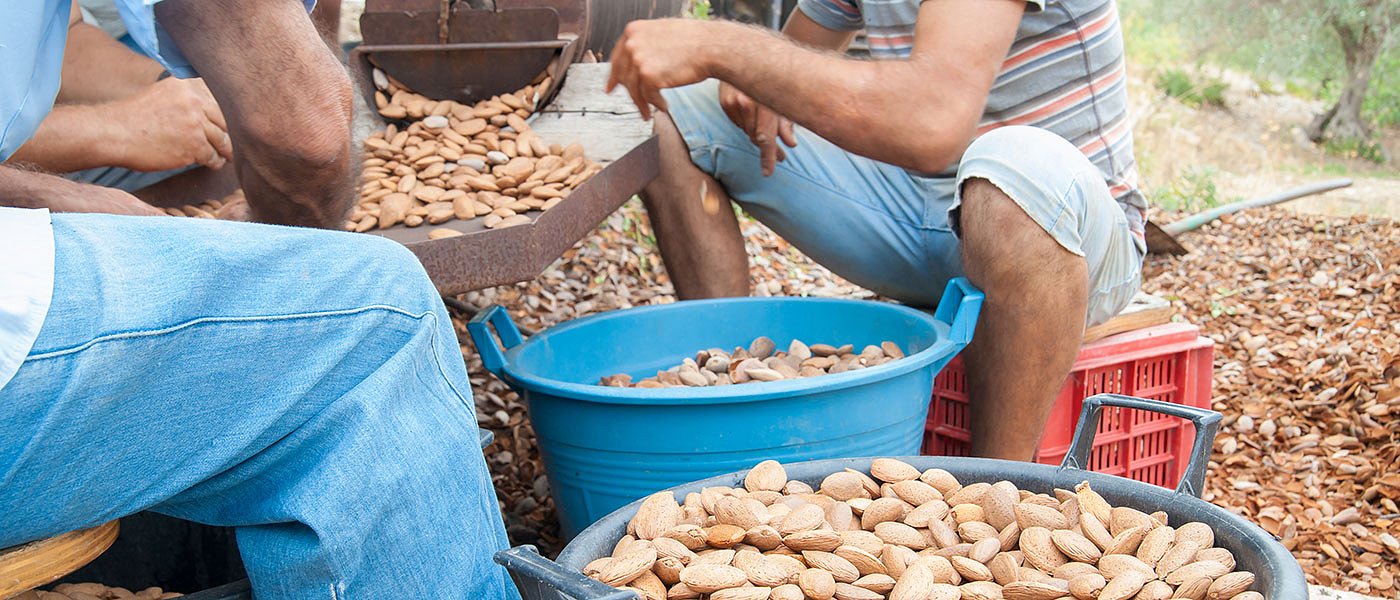Ξεκίνησε συγκομιδή αμυγδάλων, υψηλά αποθέματα, τριπλασιασμός τιμής από χωράφι στο ράφι