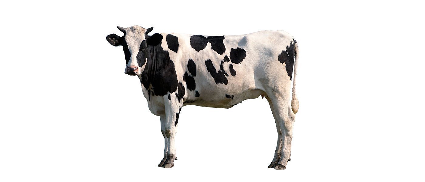 Μεταβατικό πρόγραμμα Γεννετικής Βελτίωσης και αλλαγή στο γιαούρτι, ζητούν οι αγελαδοτρόφοι