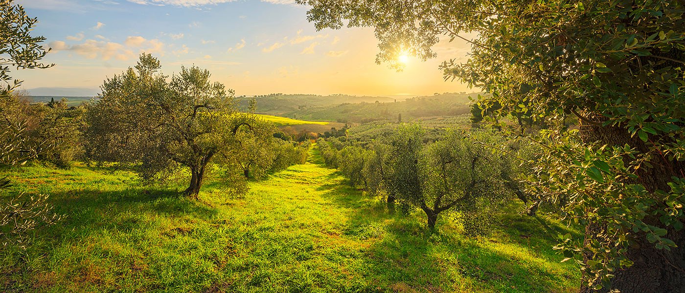 Αλλαγές στο Οικολογικό Σχήμα Π1-31.3 για φυτοκάλυψη και δημιουργία βιοποικιλότητας