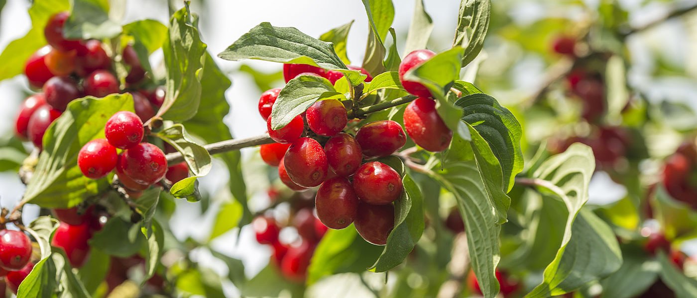 Goji berry: έλλειψη γνώσης και στήριξης για τη βιολογική καλλιέργειά του