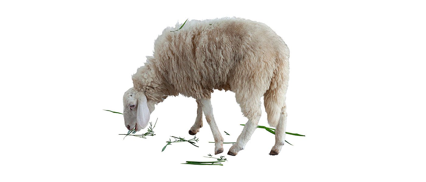 ΣΥΡΙΖΑ για Αφθώδη Πυρετό: Όχι όπως την Ευλογιά και την Πανώλη από το ΥπΑΑΤ