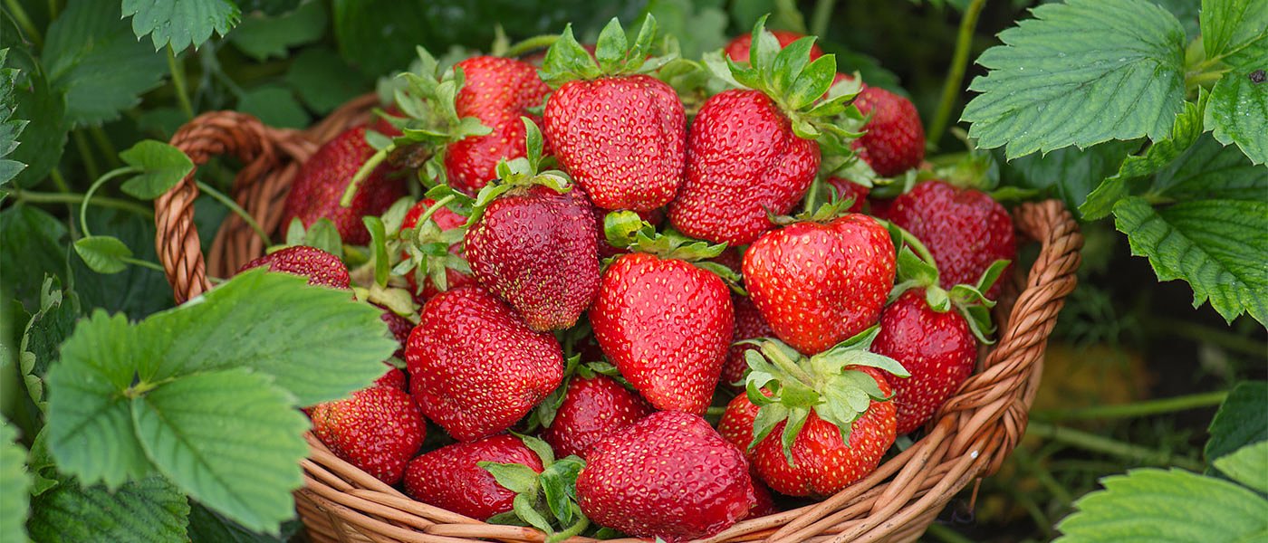 Οι καιρικές συνθήκες δεν βοηθούν τις φράουλες, προβληματισμός για εξαγωγές