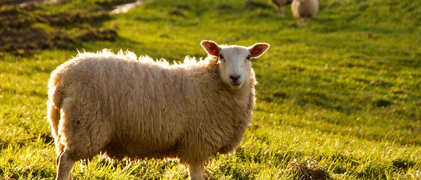 Λέσβος: Συνέχεια του ανοδικού σερί στις τιμές πρόβειου γάλακτος θέλουν οι κτηνοτρόφοι
