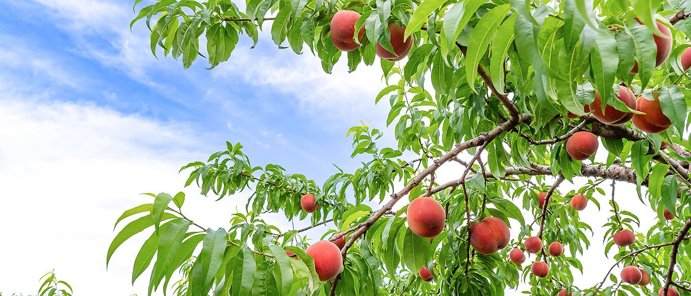 Σε παγίδες στην Ημαθία και Πέλλα βρέθηκε Μύγα της Μεσογείου, πως αντιμετωπίζεται