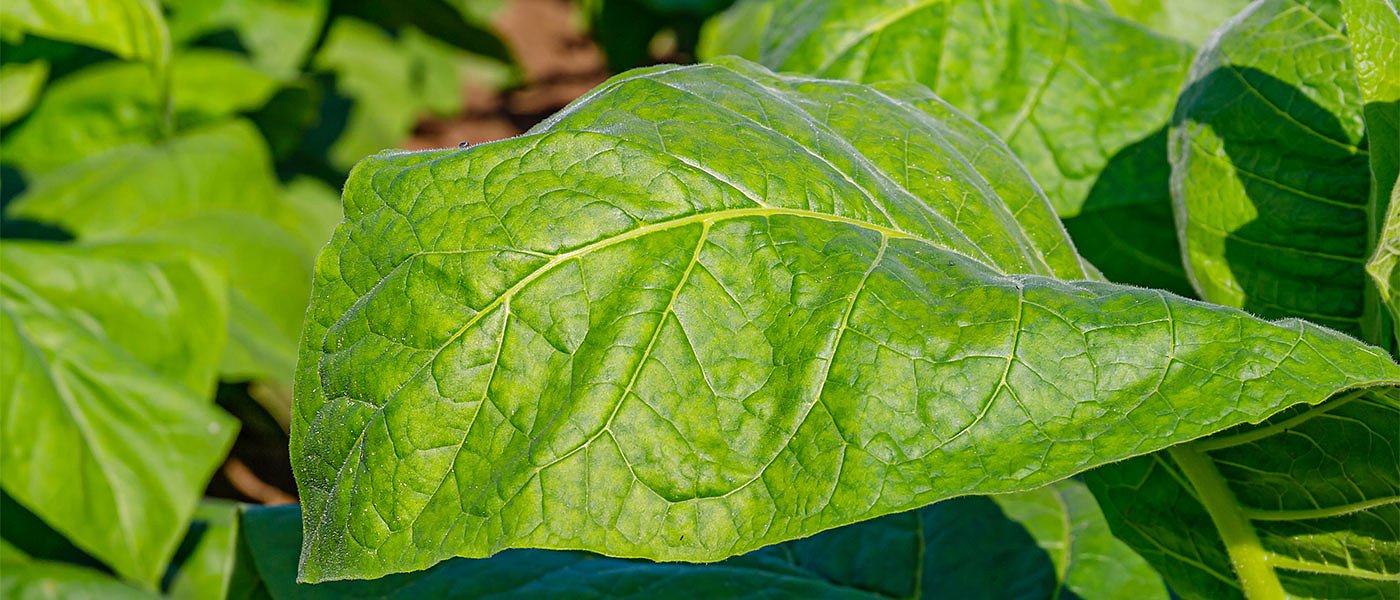 Καπνοκαλλιέργεια και νέα ΚΑΠ: Ποιες δράσεις θα επιδοτηθούν, τι θα γίνει με τα δικαιώματα