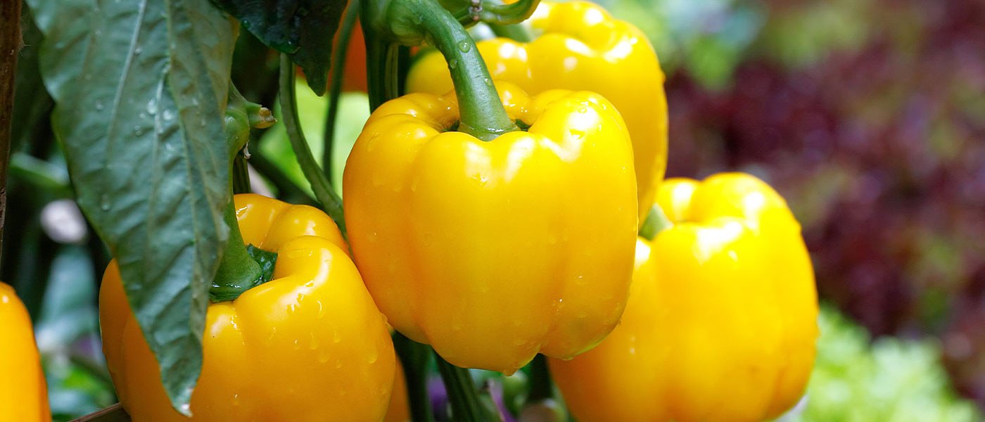 Καταπολέμηση εντομολογικών προσβολών στη θερμοκηπιακή πιπεριά