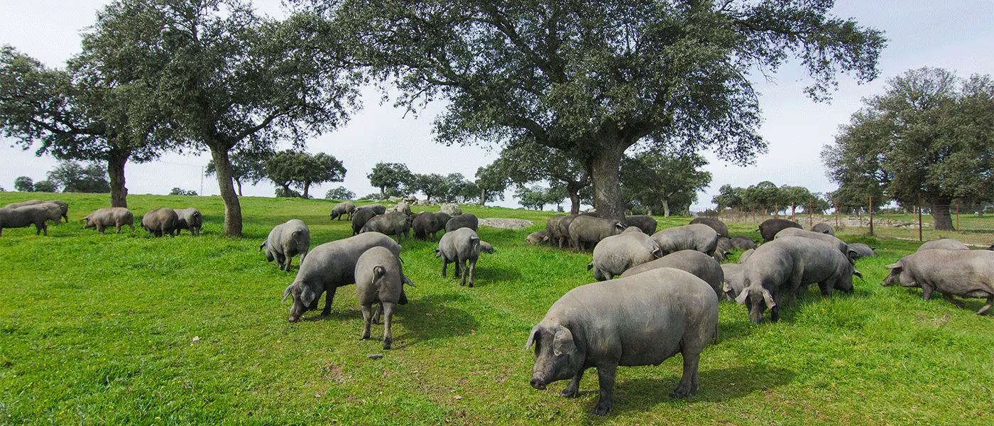 Μαύρος χοίρος: Η μη κατανομή βοσκότοπου ακυρώνει τον χαρακτήρα της αυτόχθονης φυλής