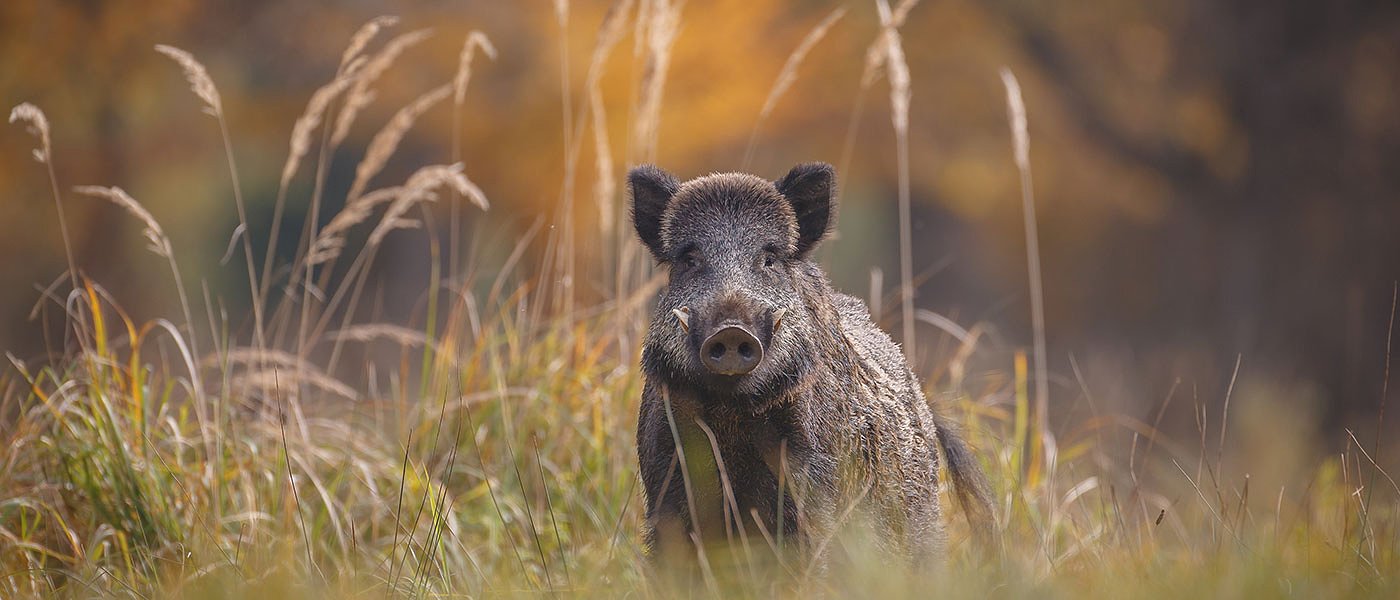 Ξεκίνησε η κυνηγετική περίοδος από τις 20 Αυγούστου