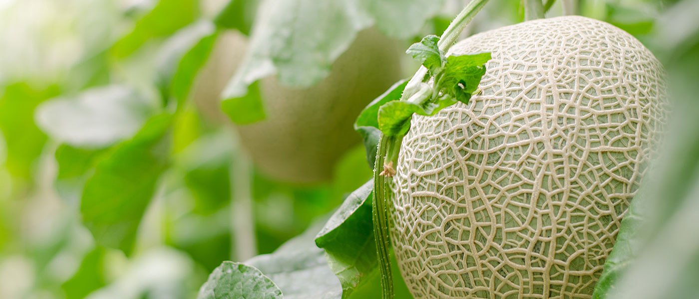 Σταθερά πάνω από 1 ευρώ τα πεπόνια, ο τουρισμός αυξάνει τη ζήτηση