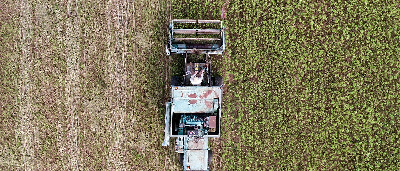 Πως πρέπει να κάνουν οι καλλιεργητές κάνναβης αίτηση για άδεια και δήλωση ΟΣΔΕ