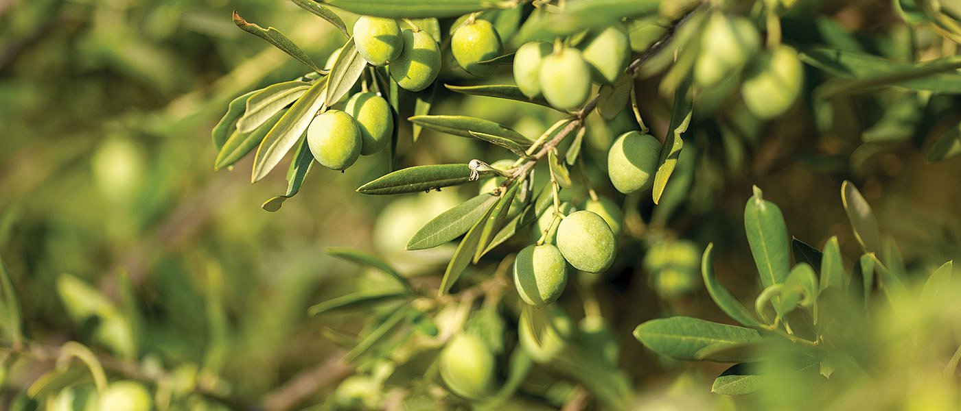 Νέος τιμοκατάλογος, στα 1,15 η Χαλκιδική και 1,25 η Κονσερβολιά, βιολογικές συν 35 λεπτά