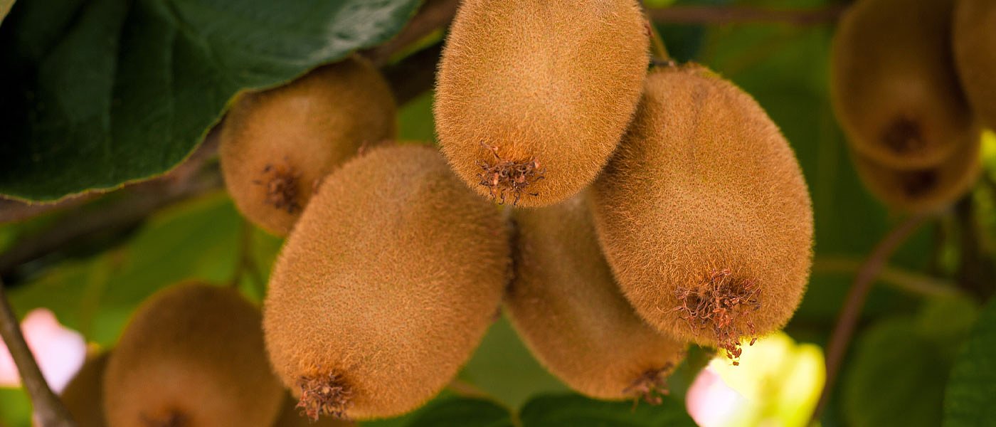 Ακτινίδια: Εκτιμήσεις για την ελληνική και διεθνή παραγωγή