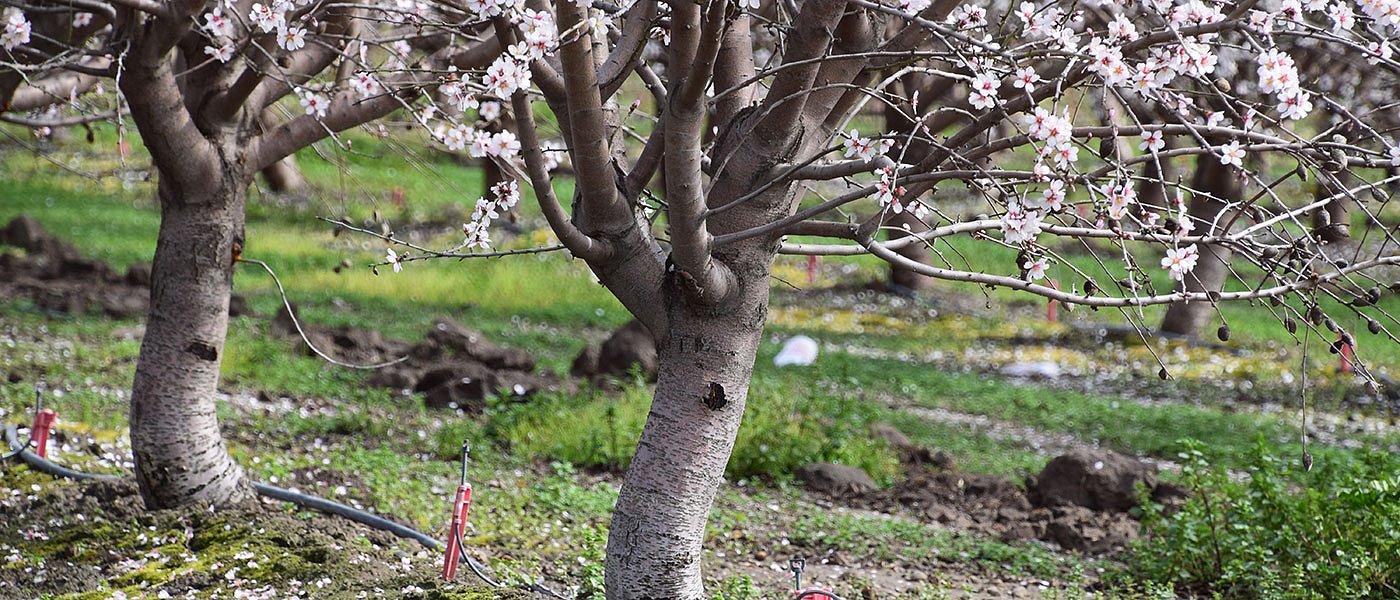 Αποζημιώσεις σε αμυγδαλοπαραγωγούς στις 20/2 αλλά μόνο για έτοιμα πορίσματα
