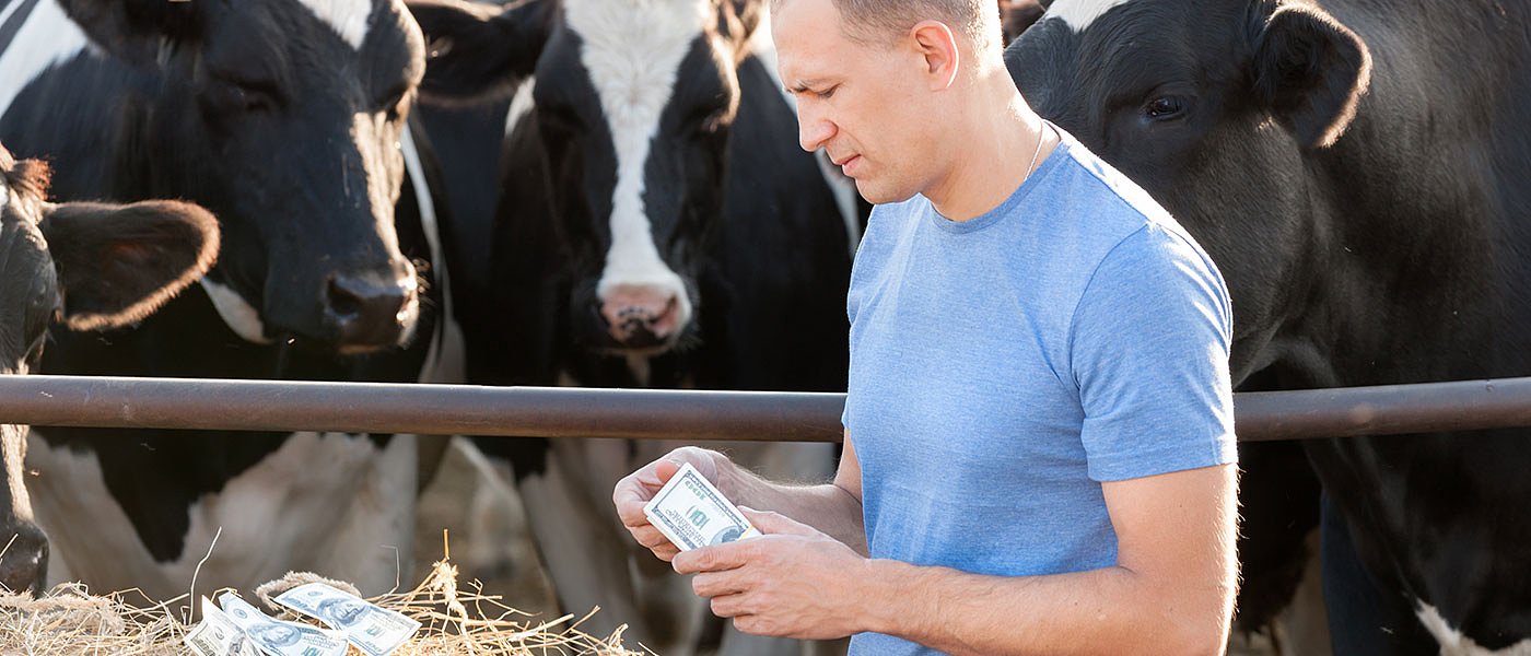 Αντιδρούν αγελαδοτρόφοι για συνδεδεμένες, ζητούν πριμοδότηση στα ζώα αναπαραγωγής