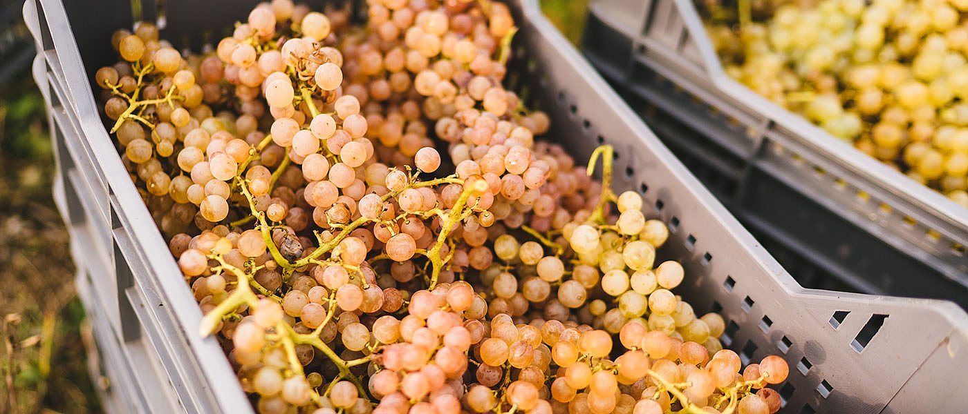 Δηλώσεις συγκομιδής οινοποιήσιμων σταφυλιών, τι πρέπει να προσέξουν οι αμπελουργοί