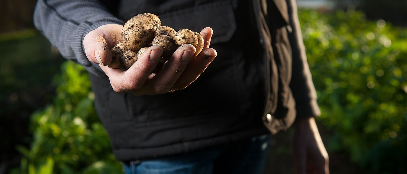 Εύκολα τα 60 λεπτά τιμή παραγωγού στην πατάτα λόγω μειωμένων εκτάσεων-αποδόσεων