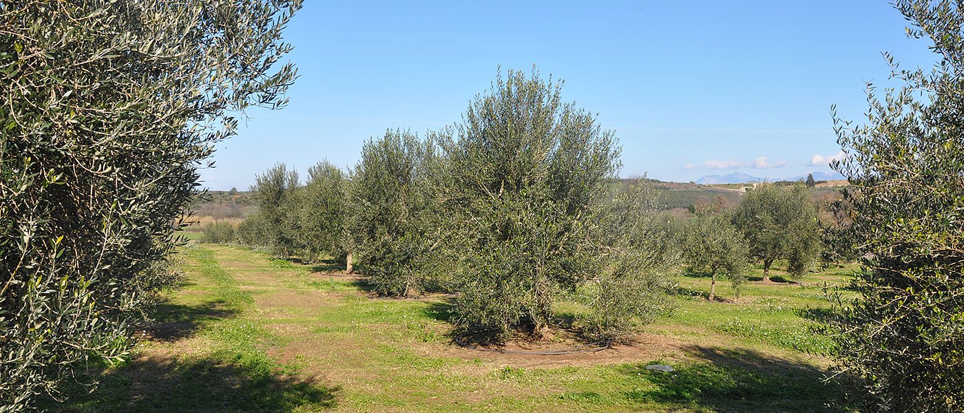 Με προχειρότητα το ΥπΑΑΤ θέλει να κάνει «νεκρανάσταση» του Ελαιοκομικού Μητρώου