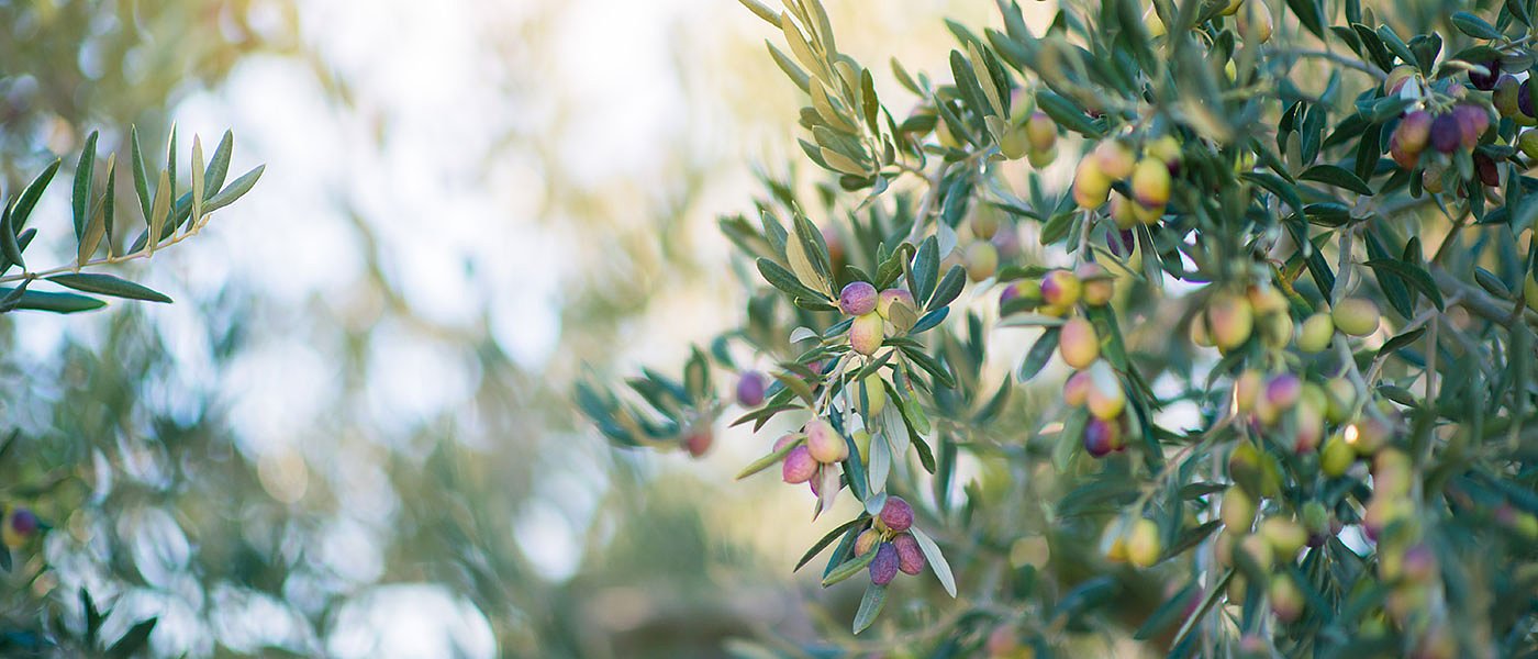 60.000 νέα ελαιόδεντρα θέλει να φυτέψει η κυβέρνηση στον Ελαιώνα Άμφισσας