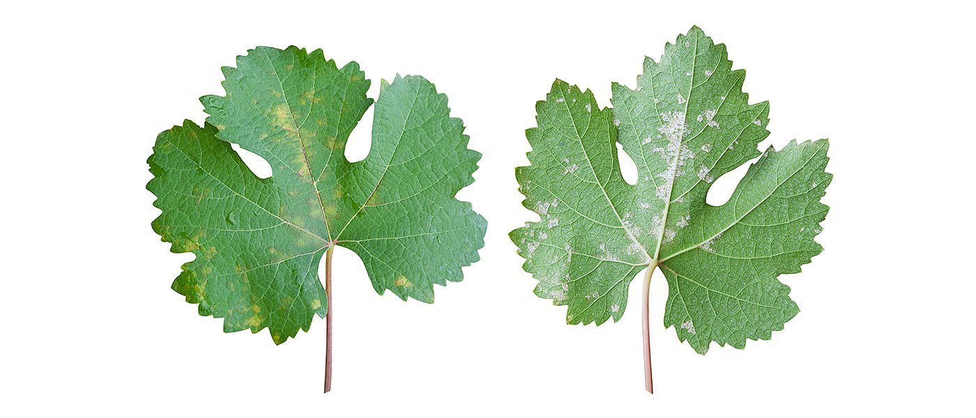 Θα αποζημιωθούν οι αμπελώνες στον Τύρναβο για την μειωμένη παραγωγή το 2024;