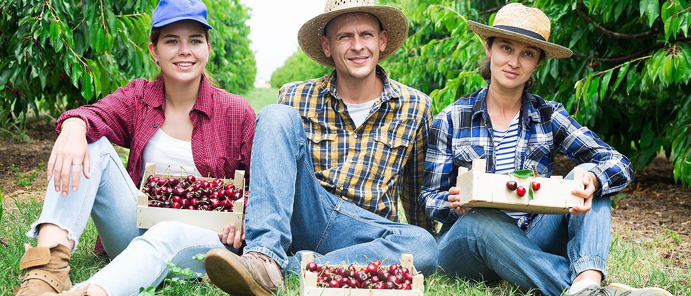 Λίγα κιλά τα κεράσια στις ορεινές και ημιορεινές περιοχές, 3,5 έως 4,5 ευρώ στο χωράφι