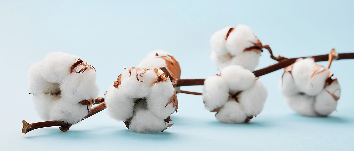 Συντονιστικό φορέων βάμβακος: Καμιά συγκεκριμένη εξαγγελία Λιβανού για κορονοενίσχυση