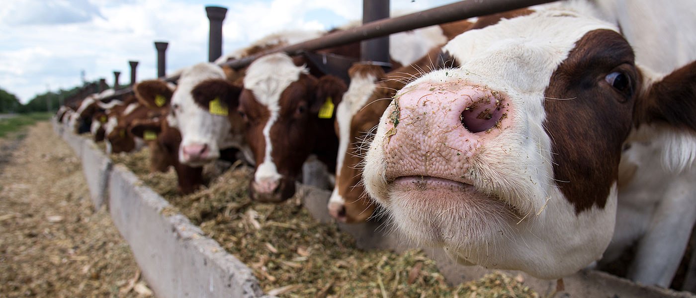 Στα τυφλά οι αιτήσεις ενίσχυσης τροφών, ακόμα αναμένουν το εγχειρίδιο τα ΚΥΔ