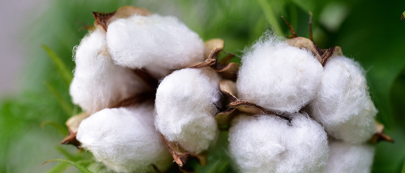 Τσιάρας: 40 ευρώ/στρέμμα στο βαμβάκι για αποτύπωµα άνθρακα, καμιά δέσμευση για πλαφόν