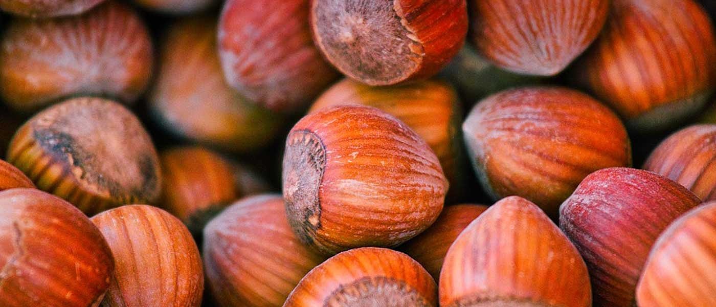 Αυξανόμενο το ενδιαφέρον για νέες φυτεύσεις φουντουκιάς στην Ελλάδα