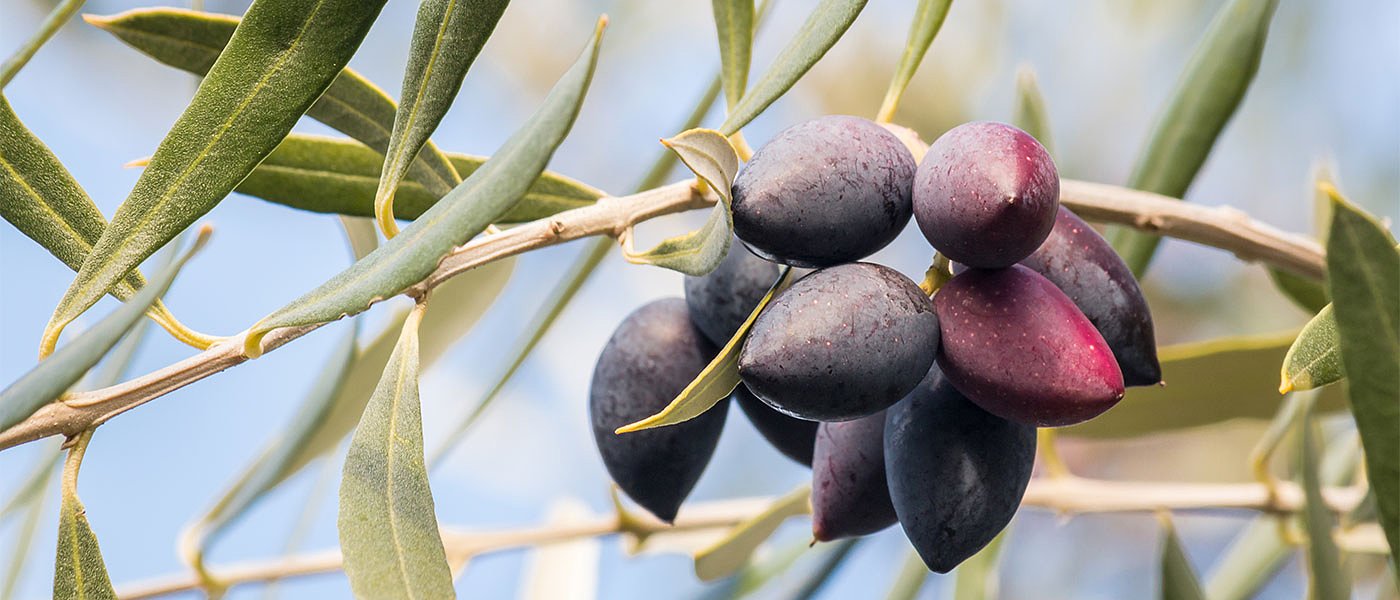 Οι τελευταίες βροχές οψίμισαν την Καλαμών, μικροκαρπία και έντονη καρπόπτωση