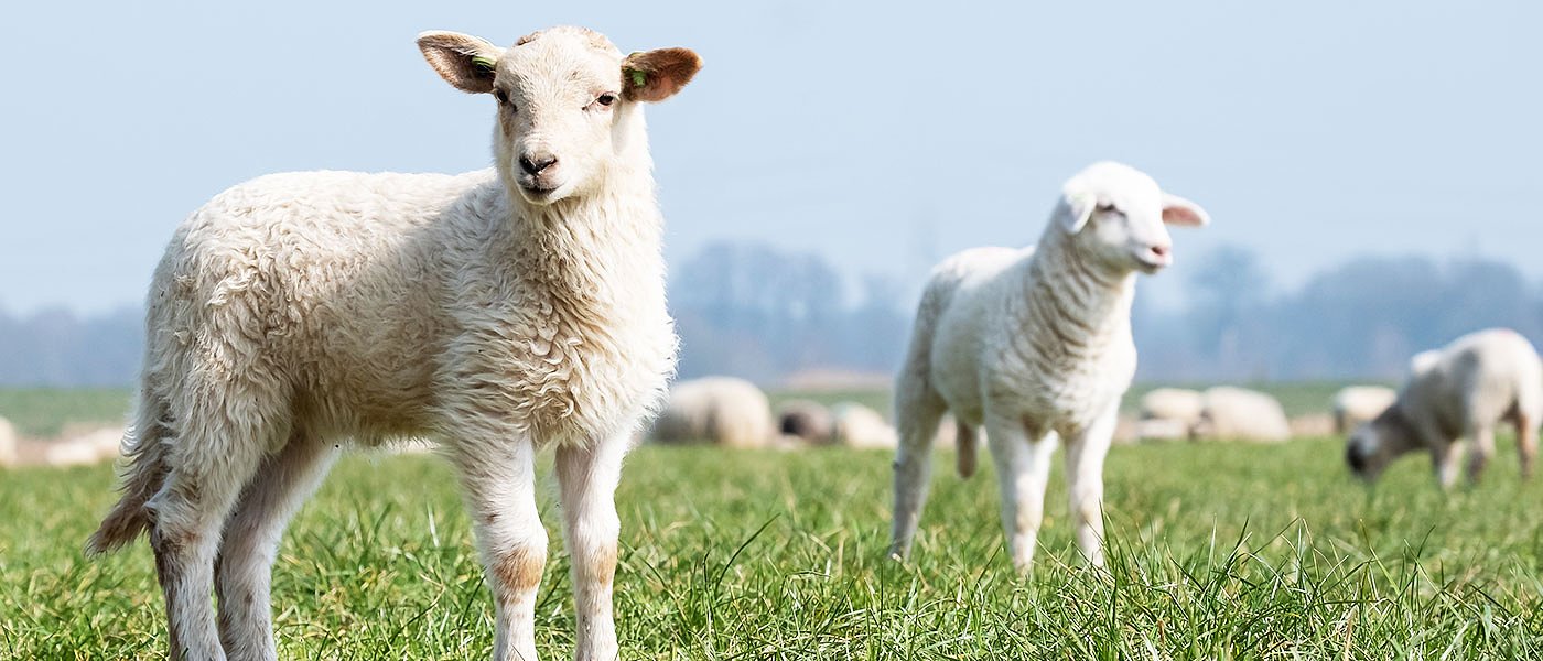 Αλλάζουν όλα στο Μέτρο 5.2 τι θα χρειάζεται ο κτηνοτρόφος για να ενταχθεί