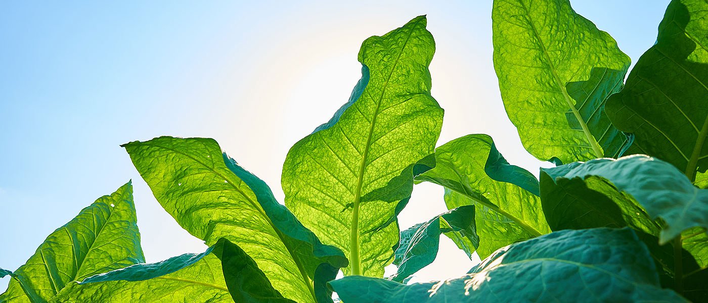 Αιφνιδιασμός καπνοπαραγωγών με τα de minimis, μόνο στη Ροδόπη δίνουν ενισχύσεις