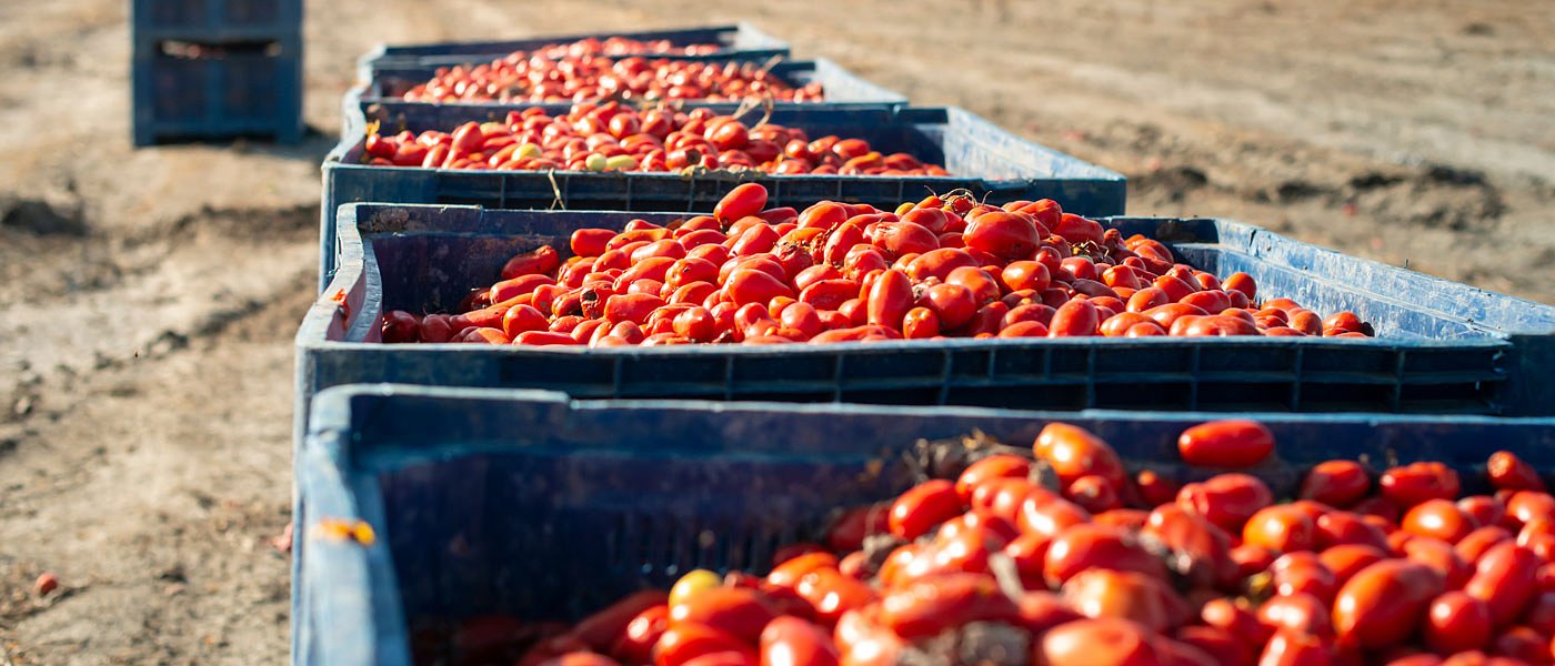 Βιομηχανική ντομάτα: Με αυξημένες τιμές πέριξ του 10% στις φυτεύσεις οι αγρότες