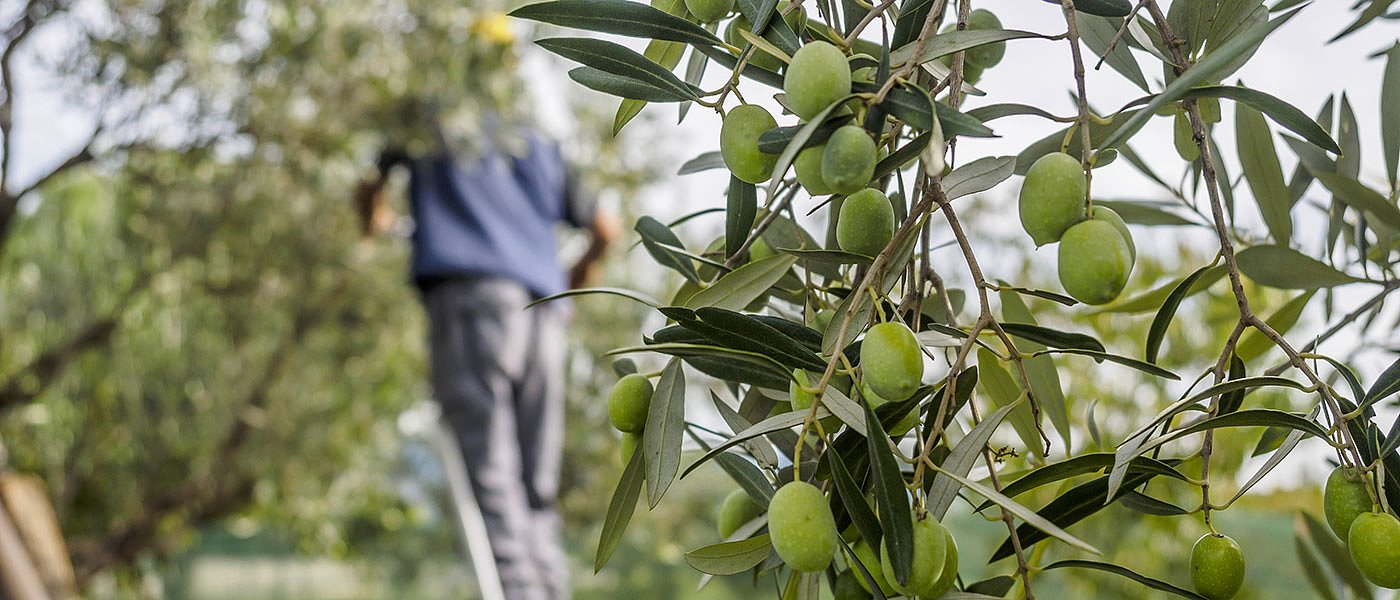 Ξεκινά η συγκομιδή ελιάς στην Κρήτη, φέτος μειωμένη παραγωγή, δάκος και ανομβρία