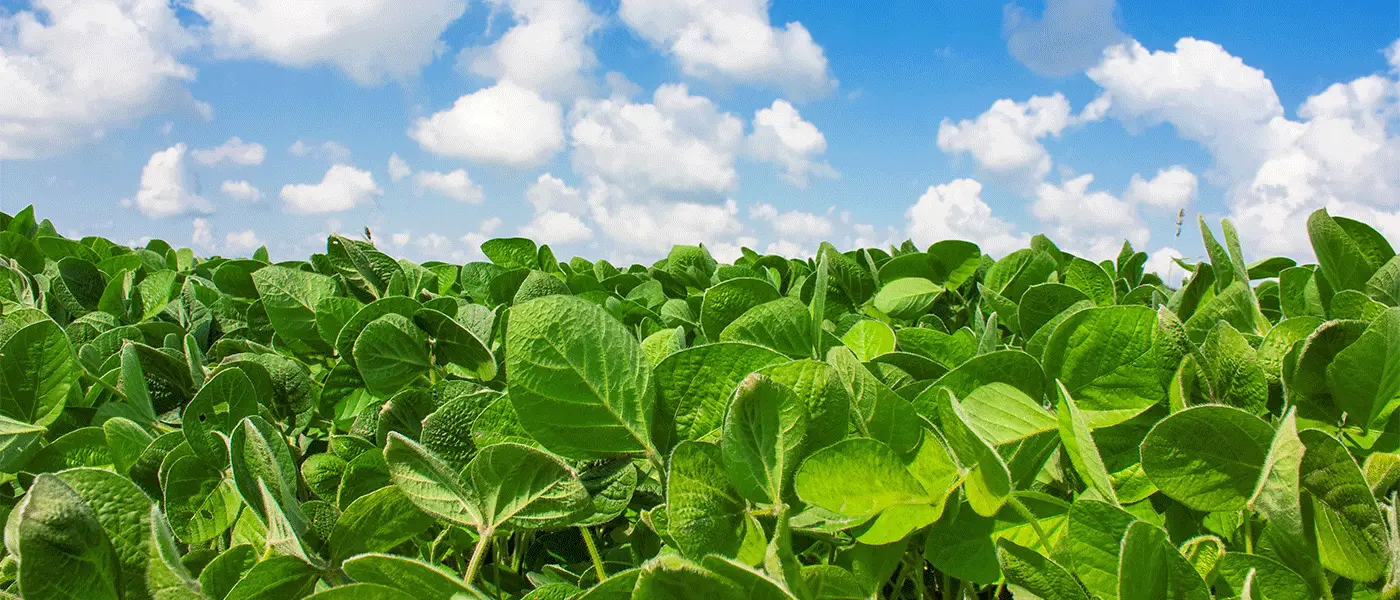 Στα 51 λεπτά το κιλό οι συμβάσεις σόγιας, στροφή σε ηλίανθο και σιτηρά