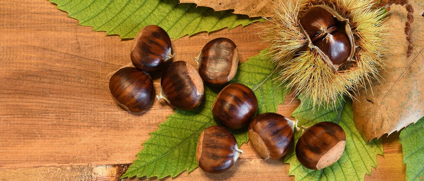 The European market faces a high demand in chestnut but the offer remains low
