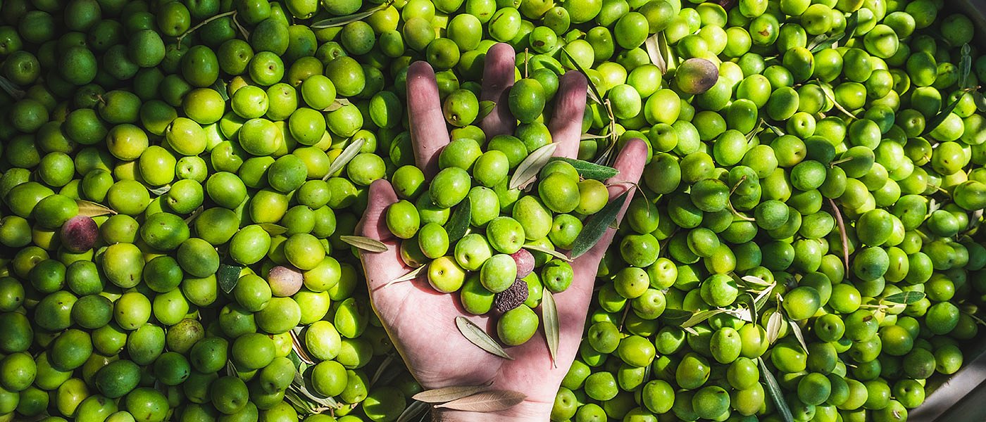 Ο καιρός... μίκρυνε φέτος την Γαϊδουροελιά, οριακά στο κόστος οι τιμές παραγωγού