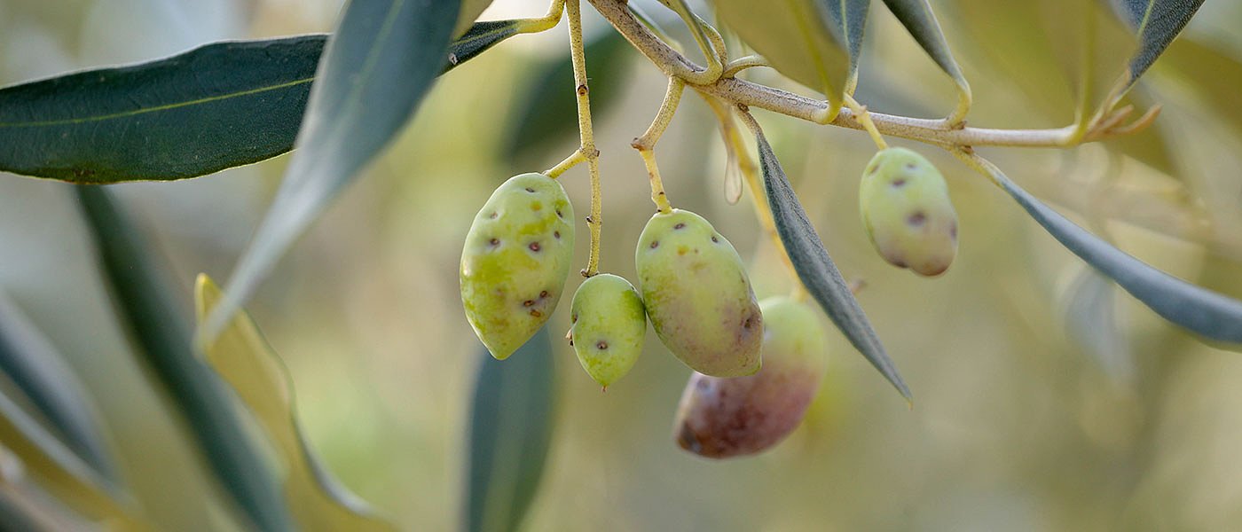 Δάκος και γλοιοσπόριο έπληξαν την Τριφυλία, δίκαιες αποζημιώσεις ζητούν οι παραγωγοί
