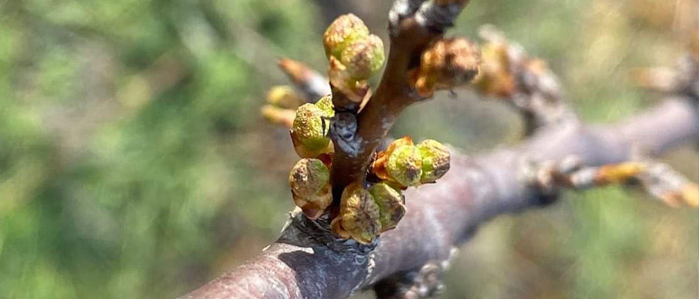 Αποκαρδιωτική η εικόνα σε βερικοκιές και δαμασκηνιές, πληγές και στην ελιά Αμφίσσης