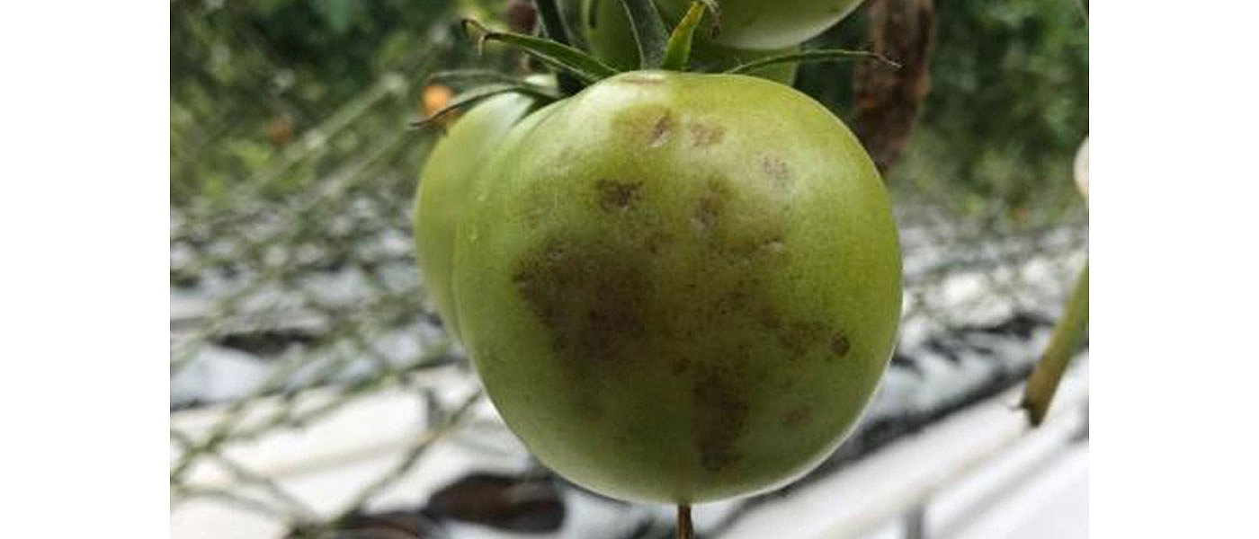 Όχι ΕΛΓΑ σε αποζημιώσεις ντοματοπαραγωγών για ζημιές από τον ιό καστανής ρυτίδωσης