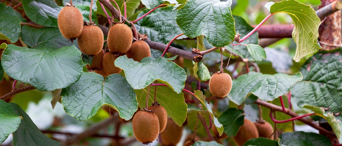 Καλή παραγωγή και προβλέψεις για αύξηση τιμών στα ακτινίδια, μειωμένη παραγωγή σε Ιταλία