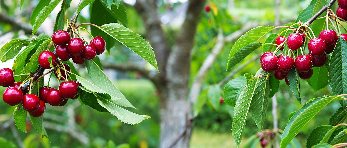 Άσχημο ξεκίνημα στα κεράσια, αν και υπάρχει ζήτηση και τιμές οι βροχές έφεραν ζημιές