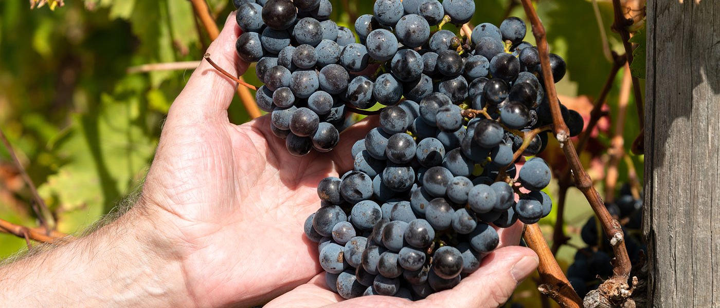 Στα αζήτητα τα σταφύλια Χαλκιδικής, σε απόγνωση οι αμπελουργοί