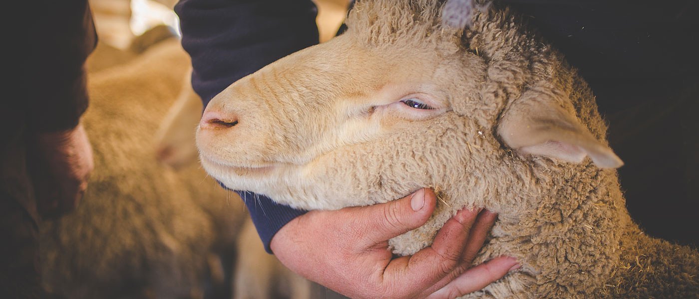 ΣΕΚ: Να απασχοληθούν ως εργάτες σε στεγασμένες κτηνοτροφικές μονάδες και οι παράτυποι