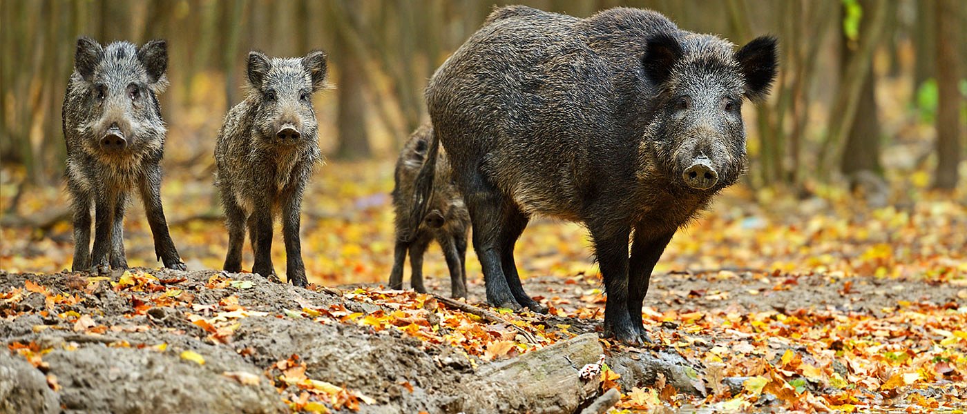 Α.Σ. Χανδρινού: Ζημιές από αγριογούρουνα σε αμπέλια, αποζημιώσεις και μέσα προστασίας