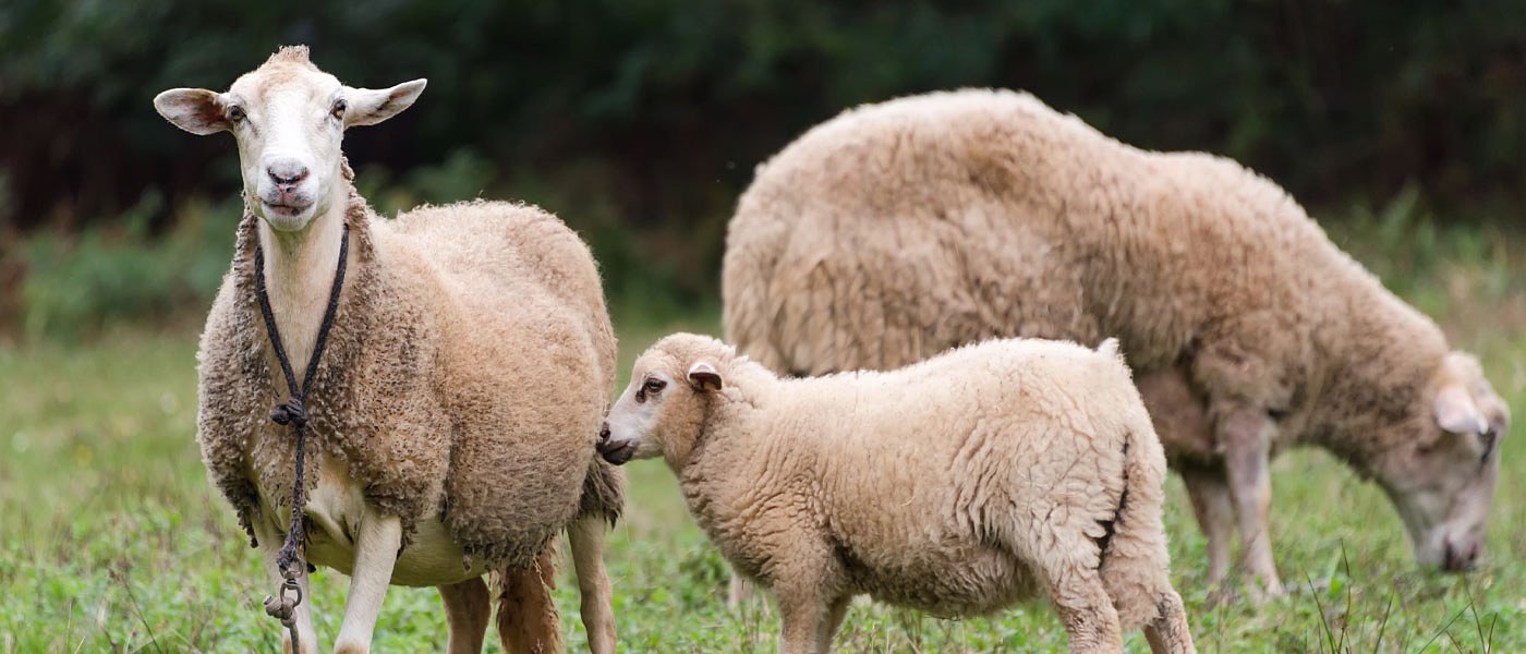 Με την τριάδα του ΥπΑΑΤ την Τετάρτη το προεδρείο του ΣΕΚ, στο τραπέζι ζήτημα ενίσχυσης