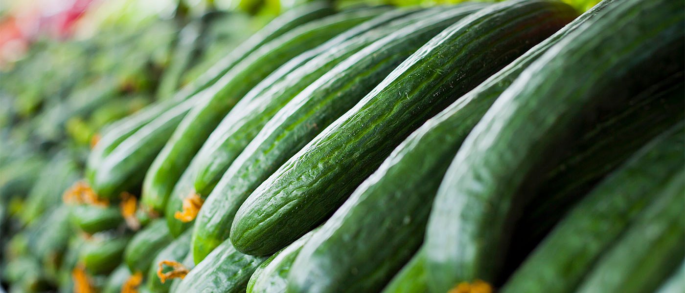 Στο κόστος παραγωγής οι τιμές στα αγγούρια Τριφυλίας, ξεκίνησαν οι φυτεύσεις στην Κρήτη