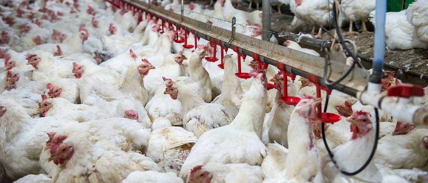 Ένταξη στον αναπτυξιακό για επέκταση της δυναμικότητάς τους ζητούν οι πτηνοτρόφοι