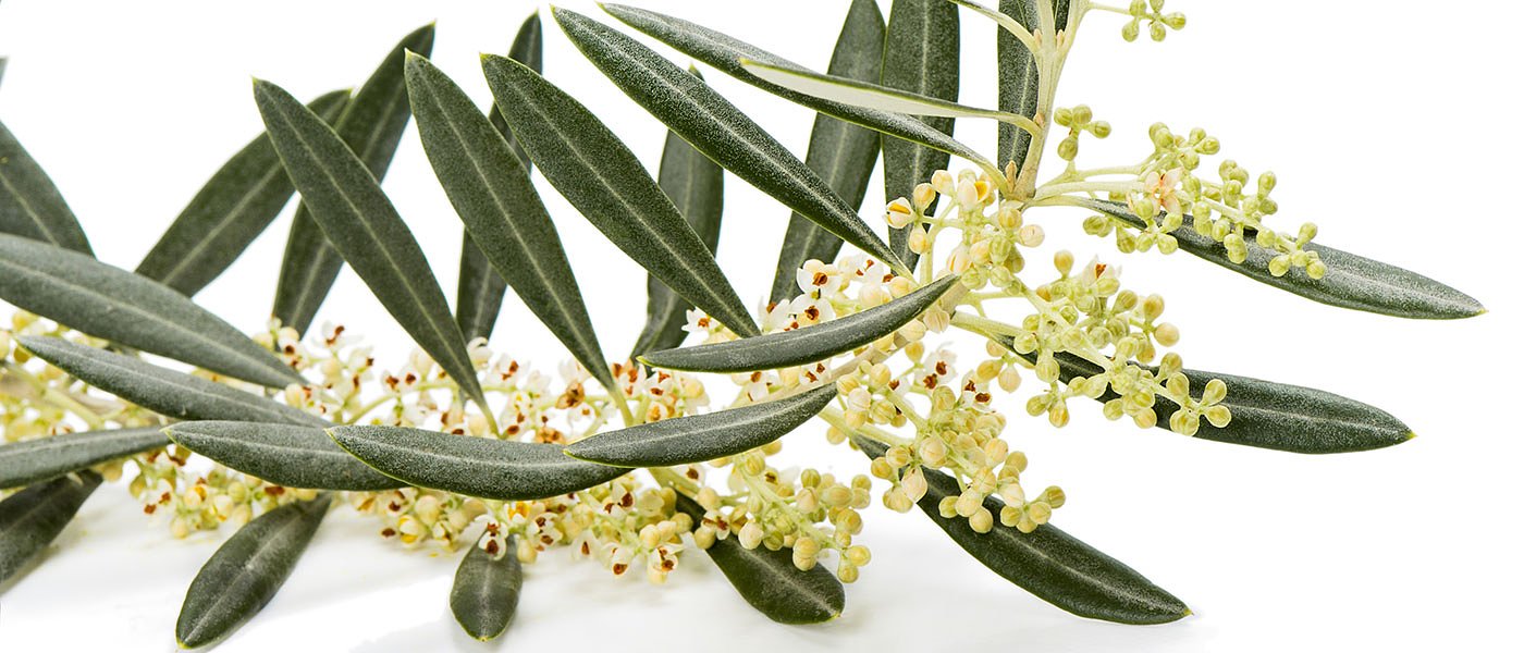 Η ακαρπία θα ενταχθεί στο νέο Κανονισμό του ΕΛΓΑ