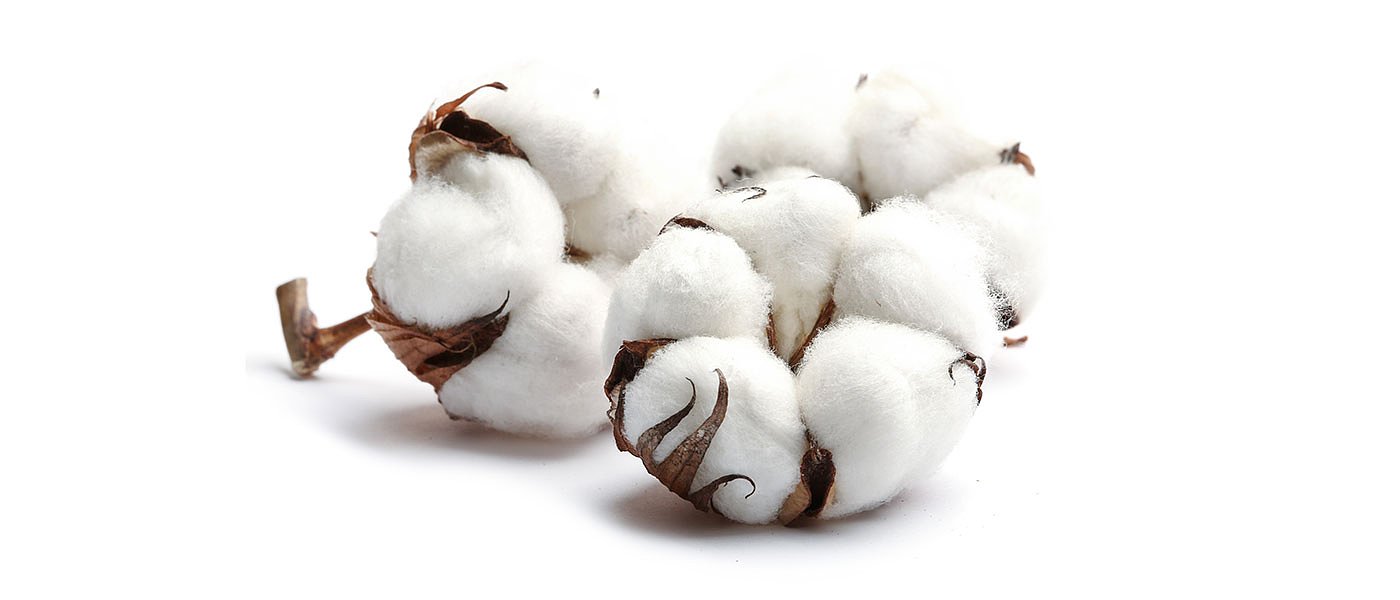 Παραμένουν σε απογοητευτικά επίπεδα οι τιμές στο βαμβάκι, 46 λεπτά στο χωράφι